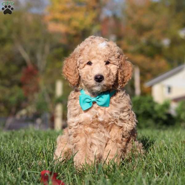 Trent, Standard Poodle Puppy