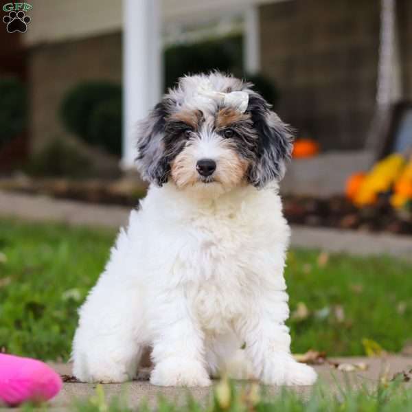 Tresa, Mini Aussiedoodle Puppy