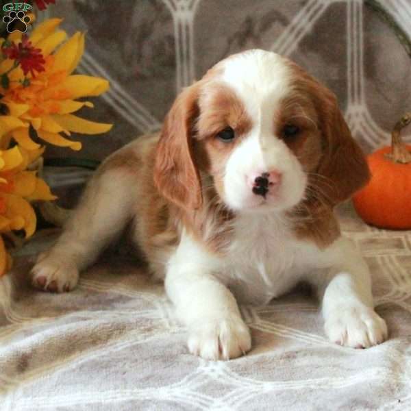 Trevor, Cavalier King Charles Mix Puppy