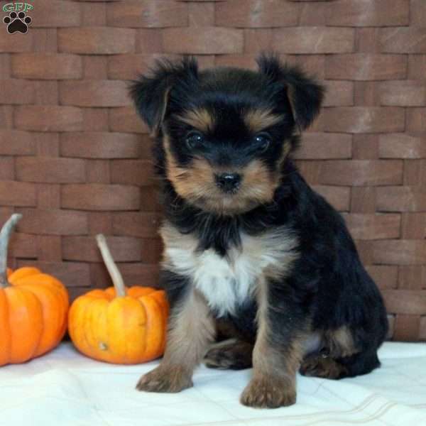 Trevor, Yorkie Puppy