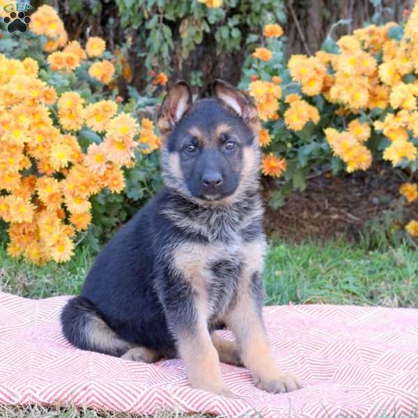 Trevor, German Shepherd Puppy