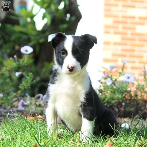 Trevor, Border Collie Puppy