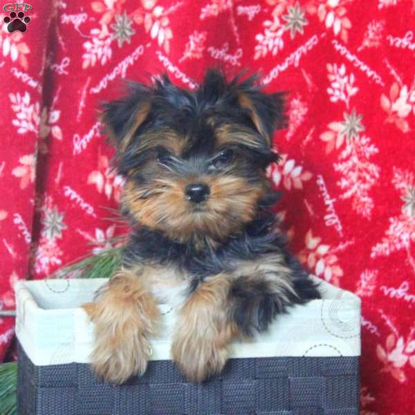 Trevor, Yorkie Puppy