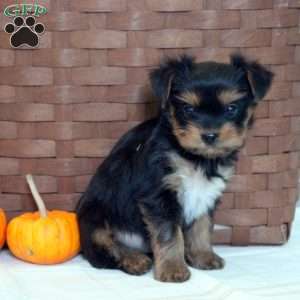 Trevor, Yorkie Puppy