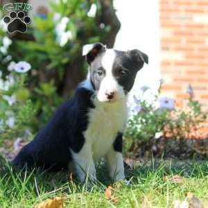 Trevor, Border Collie Puppy