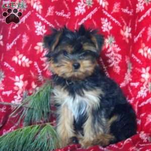 Trevor, Yorkie Puppy