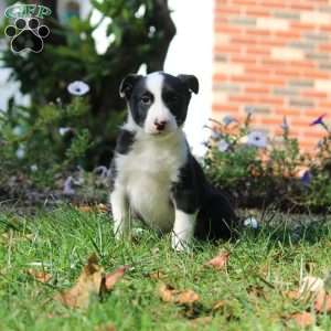 Trevor, Border Collie Puppy