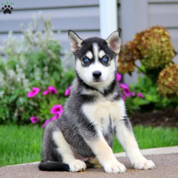 Trevor, Siberian Husky Mix Puppy