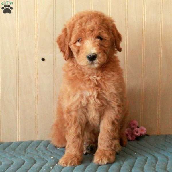 Trina, Standard Poodle Puppy