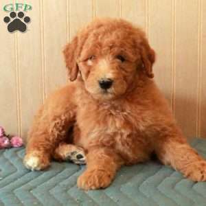 Trina, Standard Poodle Puppy