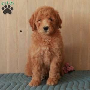 Trina, Standard Poodle Puppy