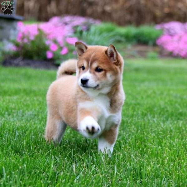 Trish, Shiba Inu Puppy