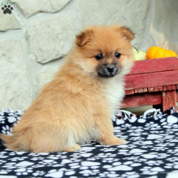 Trisha, Pomeranian Puppy