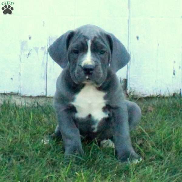 Trisha, Cane Corso Puppy