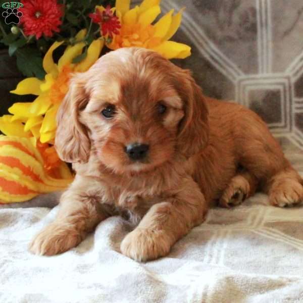 Trisha, Cavalier King Charles Mix Puppy