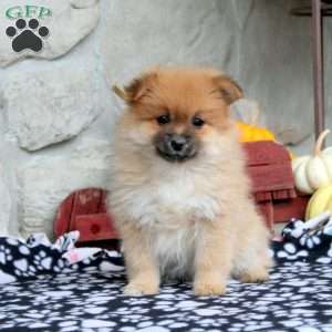 Trisha, Pomeranian Puppy