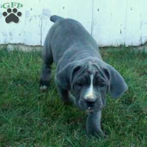 Trisha, Cane Corso Puppy