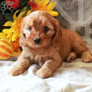 Trisha, Cavalier King Charles Mix Puppy