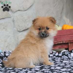 Trisha, Pomeranian Puppy