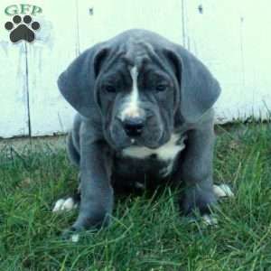 Trisha, Cane Corso Puppy