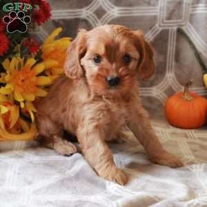 Trisha, Cavalier King Charles Mix Puppy