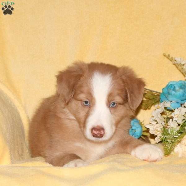 Tristan, Border Collie Puppy