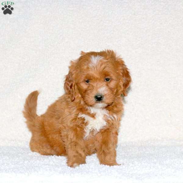 Trixie, Mini Goldendoodle Puppy