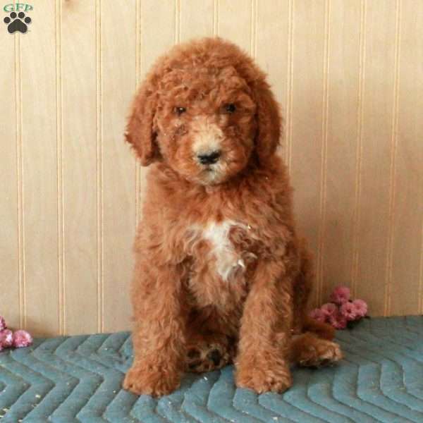 Trixie, Standard Poodle Puppy