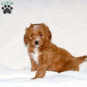 Trixie, Mini Goldendoodle Puppy