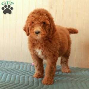 Trixie, Standard Poodle Puppy