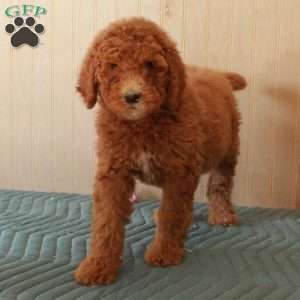 Trixie, Standard Poodle Puppy