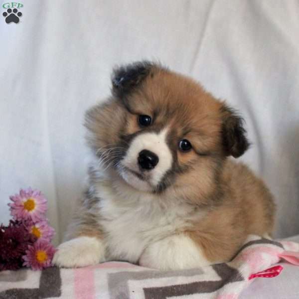 Trixie, Pembroke Welsh Corgi Puppy