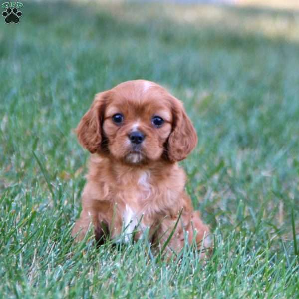 Trixie, Cavalier King Charles Spaniel Puppy