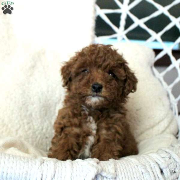 Trixie, Toy Poodle Puppy