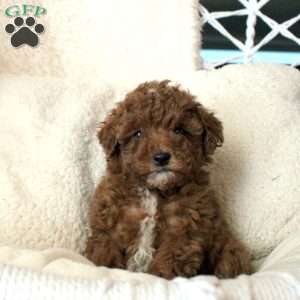 Trixie, Toy Poodle Puppy