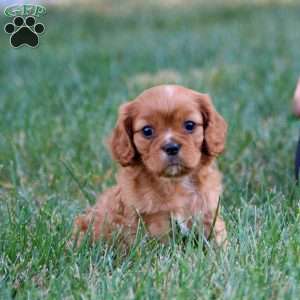 Trixie, Cavalier King Charles Spaniel Puppy