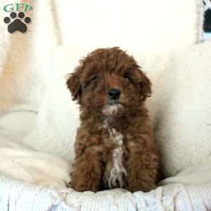 Trixie, Toy Poodle Puppy