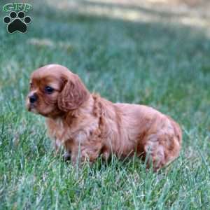 Trixie, Cavalier King Charles Spaniel Puppy