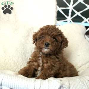 Trixie, Toy Poodle Puppy