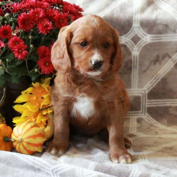 Trout, Cavalier King Charles Mix Puppy