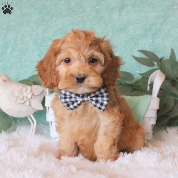 Troy, Cockapoo Puppy