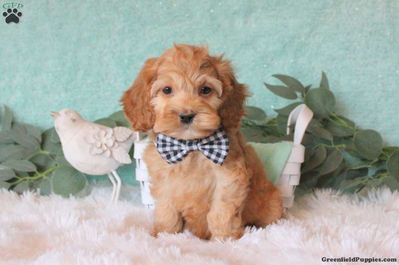 Troy/Cockapoo									Puppy/Male	/9 Weeks