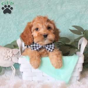 Troy, Cockapoo Puppy