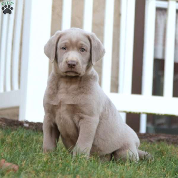 Troy, Silver Labrador Retriever Puppy