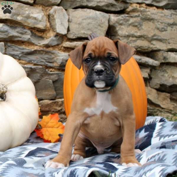 Troy, Boxer Puppy