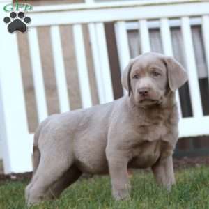 Troy, Silver Labrador Retriever Puppy