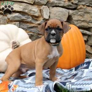 Troy, Boxer Puppy