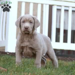 Troy, Silver Labrador Retriever Puppy