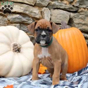 Troy, Boxer Puppy