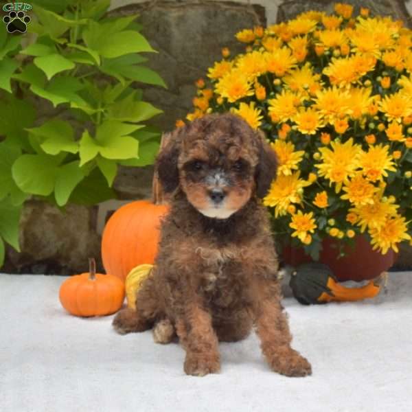 Truffles, Mini Bernedoodle Puppy